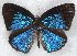  ( - MLIB-2233)  @12 [ ] CreativeCommons - Attribution Non-Commercial Share-Alike (2017) Michel Libert Centre for Biodiversity Genomics