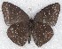  ( - MLIB-2233)  @13 [ ] CreativeCommons - Attribution Non-Commercial Share-Alike (2017) Michel Libert Centre for Biodiversity Genomics