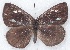  ( - MLIB-2237)  @11 [ ] CreativeCommons - Attribution Non-Commercial Share-Alike (2017) Michel Libert Centre for Biodiversity Genomics