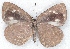 ( - MLIB-2237)  @11 [ ] CreativeCommons - Attribution Non-Commercial Share-Alike (2017) Michel Libert Centre for Biodiversity Genomics