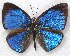  ( - MLIB-2273)  @11 [ ] CreativeCommons - Attribution Non-Commercial Share-Alike (2017) Michel Libert Centre for Biodiversity Genomics