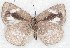  ( - MLIB-2275)  @13 [ ] CreativeCommons - Attribution Non-Commercial Share-Alike (2017) Michel Libert Centre for Biodiversity Genomics