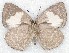  ( - MLIB-2279)  @11 [ ] CreativeCommons - Attribution Non-Commercial Share-Alike (2017) Michel Libert Centre for Biodiversity Genomics