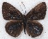  ( - MLIB-2282)  @13 [ ] CreativeCommons - Attribution Non-Commercial Share-Alike (2017) Michel Libert Centre for Biodiversity Genomics