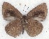  ( - MLIB-2282)  @13 [ ] CreativeCommons - Attribution Non-Commercial Share-Alike (2017) Michel Libert Centre for Biodiversity Genomics