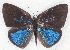  ( - MLIB-2286)  @13 [ ] CreativeCommons - Attribution Non-Commercial Share-Alike (2017) Michel Libert Centre for Biodiversity Genomics