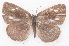  ( - MLIB-2287)  @13 [ ] CreativeCommons - Attribution Non-Commercial Share-Alike (2017) Michel Libert Centre for Biodiversity Genomics