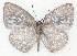  ( - MLIB-2292)  @14 [ ] CreativeCommons - Attribution Non-Commercial Share-Alike (2017) Michel Libert Centre for Biodiversity Genomics