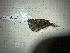  (Carnegiella - FMNH87511)  @11 [ ] Unspecified (default): All Rights Reserved  Unspecified Unspecified