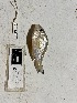  (Biotodoma - FMNH87873)  @11 [ ] Unspecified (default): All Rights Reserved  Unspecified Unspecified