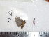  (Hylesia murexCOL02 - BC-Dec1665)  @13 [ ] Copyright (2010) Unspecified Universite de Rouen, laboratoire ECODIV