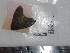  ( - BC-Dec1769)  @12 [ ] Copyright (2010) Unspecified Universite de Rouen, laboratoire ECODIV