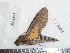  ( - BC-Dec1794)  @11 [ ] Copyright (2010) Unspecified Universite de Rouen, laboratoire ECODIV