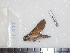  ( - BC-Dec1804)  @12 [ ] Copyright (2010) Unspecified Universite de Rouen, laboratoire ECODIV
