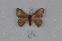  ( - BC-TDMPEG0436)  @13 [ ] CreativeCommons - Attribution Non-Commercial Share-Alike (2019) Thibaud Decaëns Universite Montpellier, CEFE Lab