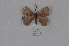  (Hylesia AMAZ03 - BC-TDMPEG0962)  @13 [ ] CreativeCommons - Attribution Non-Commercial Share-Alike (2019) Thibaud Decaëns Universite Montpellier, CEFE Lab