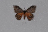  ( - BC-TDMPEG0370)  @11 [ ] CreativeCommons - Attribution Non-Commercial Share-Alike (2019) Thibaud Decaëns Universite Montpellier, CEFE Lab