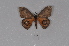  ( - BC-TDMPEG0371)  @11 [ ] CreativeCommons - Attribution Non-Commercial Share-Alike (2019) Thibaud Decaëns Universite Montpellier, CEFE Lab