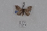  (Hylesia AMAZ04 - BC-TDMPEG0961)  @11 [ ] CreativeCommons - Attribution Non-Commercial Share-Alike (2019) Thibaud Decaëns Universite Montpellier, CEFE Lab