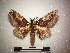  ( - BC-TDMPEG0334)  @11 [ ] Copyright (2019) Rodolphe Rougerie Muséum national d'Histoire naturelle, Paris