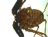  (Damon variegatus - AcAT 2009-969-02)  @13 [ ] CreativeCommons - Attribution (2010) CBG Photography Group Centre for Biodiversity Genomics