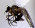  (Phytomyza sp. SB - BIOUG24648-F11)  @11 [ ] CreativeCommons - Attribution Non-Commercial Share-Alike (2015) Unspecified Lyman Museum, McGill University