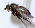  (Cerodontha montanoides - BIOUG24648-G4)  @11 [ ] CreativeCommons - Attribution Non-Commercial Share-Alike (2015) Unspecified Lyman Museum, McGill University