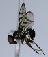  ( - BIOUG24645-B12)  @11 [ ] CreativeCommons - Attribution Non-Commercial Share-Alike (2015) Unspecified Lyman Museum, McGill University