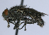  ( - BIOUG24647-C3)  @13 [ ] CreativeCommons - Attribution Non-Commercial Share-Alike (2015) Unspecified Lyman Museum, McGill University