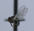  ( - BIOUG24647-D12)  @11 [ ] CreativeCommons - Attribution Non-Commercial Share-Alike (2015) Unspecified Lyman Museum, McGill University