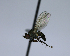  ( - BIOUG24645-G8)  @12 [ ] CreativeCommons - Attribution Non-Commercial Share-Alike (2015) Unspecified Lyman Museum, McGill University