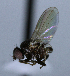  ( - BIOUG24646-A10)  @14 [ ] CreativeCommons - Attribution Non-Commercial Share-Alike (2015) Unspecified Lyman Museum, McGill University
