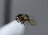  (Phytomyza ilicicola - BIOUG24646-B2)  @12 [ ] CreativeCommons - Attribution Non-Commercial Share-Alike (2015) Unspecified Lyman Museum, McGill University