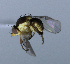  (Liriomyza sp. 2 AGT - BIOUG24646-B5)  @12 [ ] CreativeCommons - Attribution Non-Commercial Share-Alike (2015) Unspecified Lyman Museum, McGill University