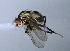  (Calycomyza sp - BIOUG24646-B8)  @11 [ ] CreativeCommons - Attribution Non-Commercial Share-Alike (2015) Unspecified Lyman Museum, McGill University