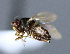  ( - BIOUG24646-H5)  @12 [ ] CreativeCommons - Attribution Non-Commercial Share-Alike (2015) Unspecified Lyman Museum, McGill University
