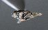  (Aphanotrigonum trilineatum - BIOUG24647-F3)  @14 [ ] CreativeCommons - Attribution Non-Commercial Share-Alike (2015) Unspecified Lyman Museum, McGill University
