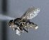  ( - BIOUG24647-F4)  @14 [ ] CreativeCommons - Attribution Non-Commercial Share-Alike (2015) Unspecified Lyman Museum, McGill University