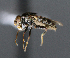  ( - BIOUG24647-F5)  @13 [ ] CreativeCommons - Attribution Non-Commercial Share-Alike (2015) Unspecified Lyman Museum, McGill University