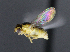  (Thaumatomyia sp. 1 TAW - BIOUG24647-F7)  @12 [ ] CreativeCommons - Attribution Non-Commercial Share-Alike (2015) Unspecified Lyman Museum, McGill University