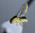  ( - BIOUG24647-F9)  @12 [ ] CreativeCommons - Attribution Non-Commercial Share-Alike (2015) Unspecified Lyman Museum, McGill University
