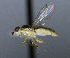  (Meromyza sp - BIOUG24647-H3)  @11 [ ] CreativeCommons - Attribution Non-Commercial Share-Alike (2015) Unspecified Lyman Museum, McGill University