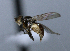  ( - BIOUG24647-H9)  @11 [ ] CreativeCommons - Attribution Non-Commercial Share-Alike (2015) Unspecified Lyman Museum, McGill University
