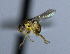  (Dasyopa sp - BIOUG24648-A1)  @12 [ ] CreativeCommons - Attribution Non-Commercial Share-Alike (2015) Unspecified Lyman Museum, McGill University