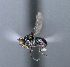  ( - BIOUG24645-D10)  @12 [ ] CreativeCommons - Attribution Non-Commercial Share-Alike (2015) Unspecified Lyman Museum, McGill University