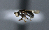  ( - BIOUG24645-D12)  @12 [ ] CreativeCommons - Attribution Non-Commercial Share-Alike (2015) Unspecified Lyman Museum, McGill University