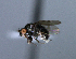  ( - BIOUG24645-E1)  @11 [ ] CreativeCommons - Attribution Non-Commercial Share-Alike (2015) Unspecified Lyman Museum, McGill University