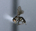  ( - BIOUG24645-E4)  @11 [ ] CreativeCommons - Attribution Non-Commercial Share-Alike (2015) Unspecified Lyman Museum, McGill University