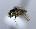  ( - BIOUG24645-F6)  @11 [ ] CreativeCommons - Attribution Non-Commercial Share-Alike (2015) Unspecified Lyman Museum, McGill University