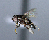  ( - BIOUG24645-F8)  @11 [ ] CreativeCommons - Attribution Non-Commercial Share-Alike (2015) Unspecified Lyman Museum, McGill University